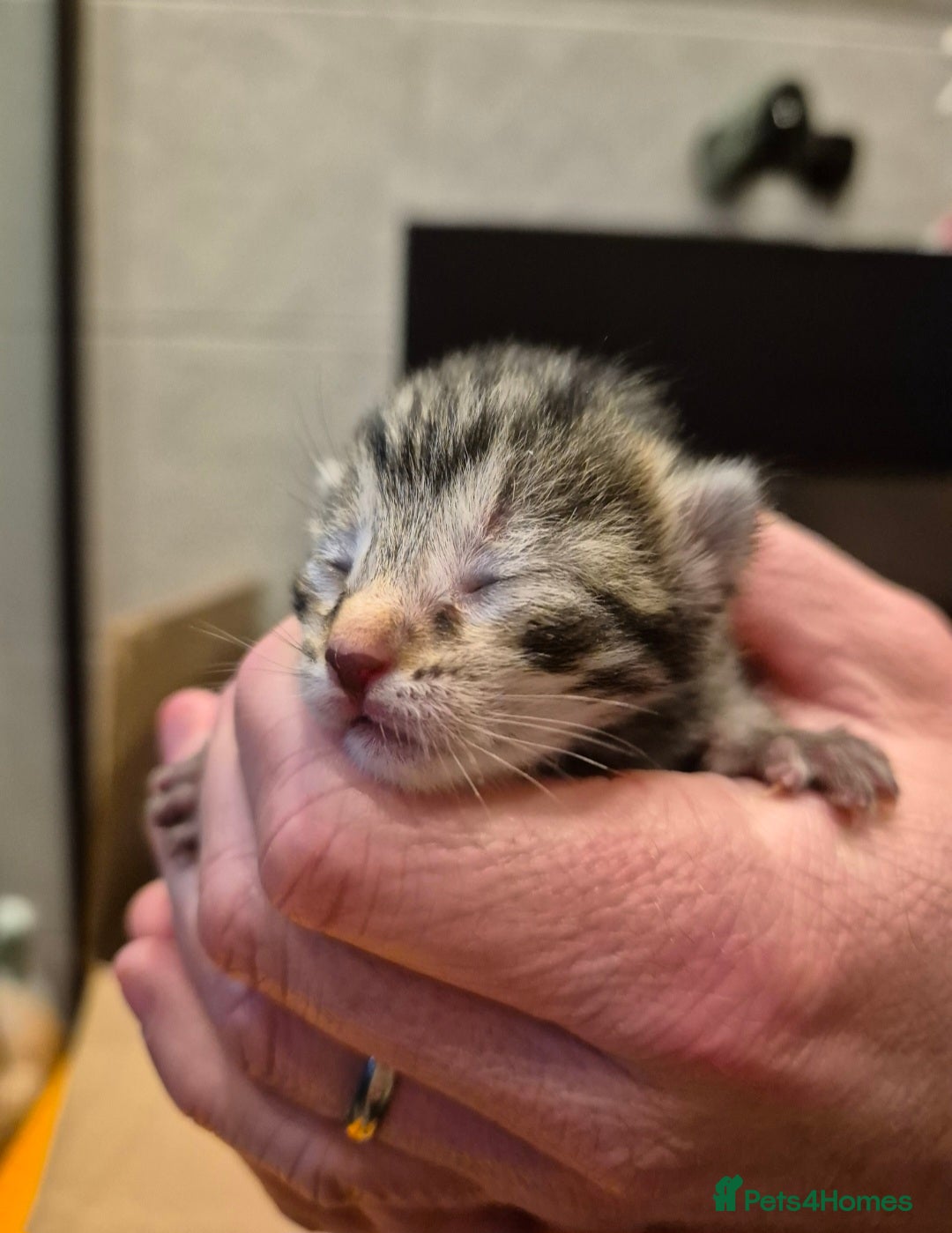 Mixed Breed cats Bengal cross Kittens for sale - Advert 2