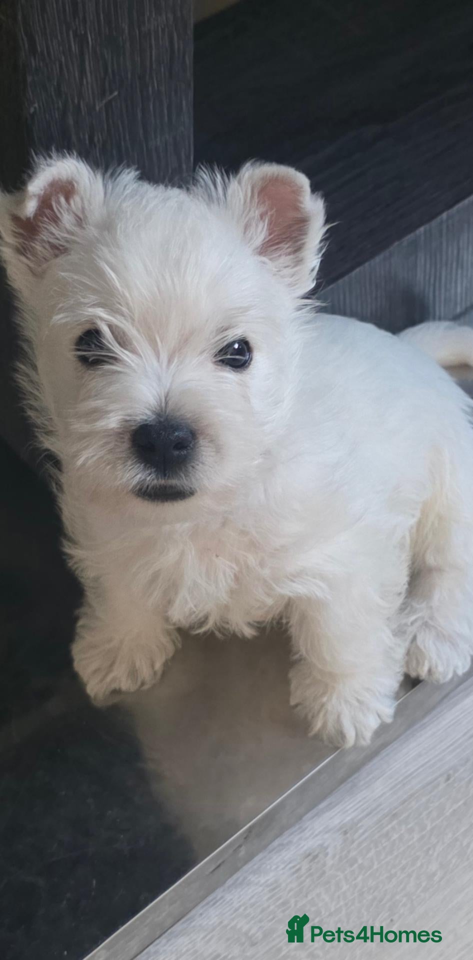 West Highland Terrier dogs Two healthy playful boys  - Advert 10