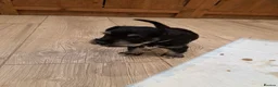 Miniature Schnauzer dogs for sale: BVA and MAC clear Beautiful Miniature schnauzers - Advert 7