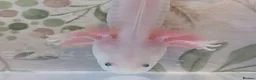 Axolotl reptiles for sale: Juvenile Leucistic Axolotls - Available Now - Advert 7