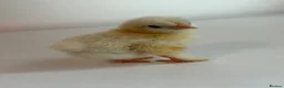 Chickens poultry for sale: Porcelain Pekin bantams  - Advert 4