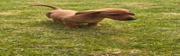 Jackshund dogs for sale: Dachshund X Jack Russell Puppies JACKSHUNDS  in Glasgow - Advert 9