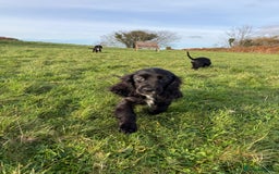 Cockalier dogs for sale: Stunning cockaliers  - Advert 3