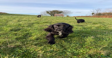 Cockalier dogs Stunning cockaliers  - Advert 4