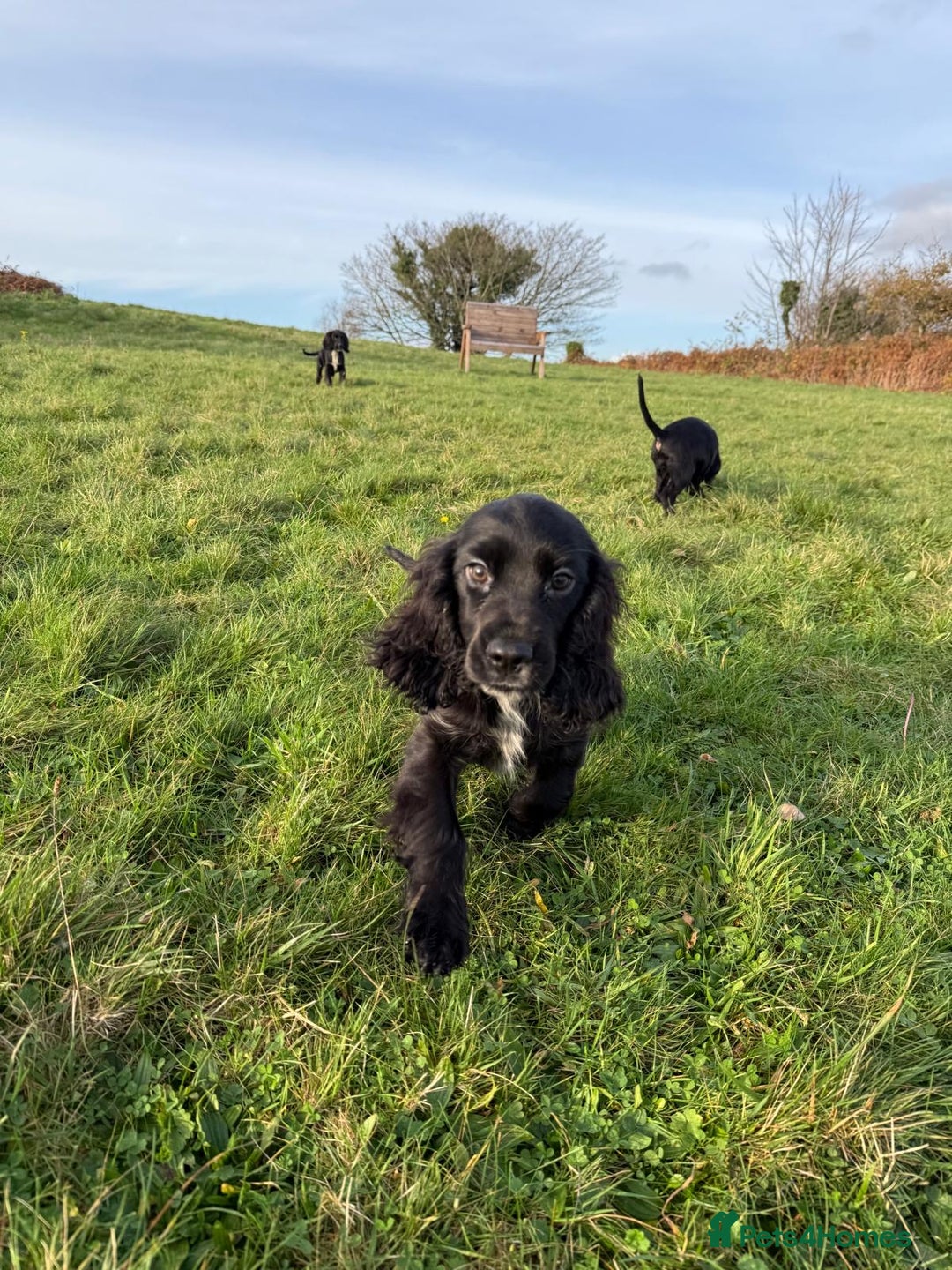 Cockalier dogs for sale: Stunning cockaliers  - Advert 3