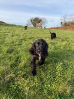 Cockalier dogs Stunning cockaliers - Advert 16