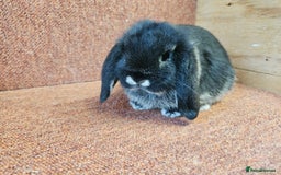 Mini Lop rabbits for sale: Pure mini lop Kits show lines . Vaccinated  - Image 6