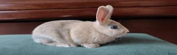 Mixed Breed rabbits for sale: Dwarf Mix Mini Rex Rabbits - Advert 4