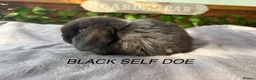 Mini Lop rabbits for sale: BEAUTIFUL Mini lops  - Advert 5