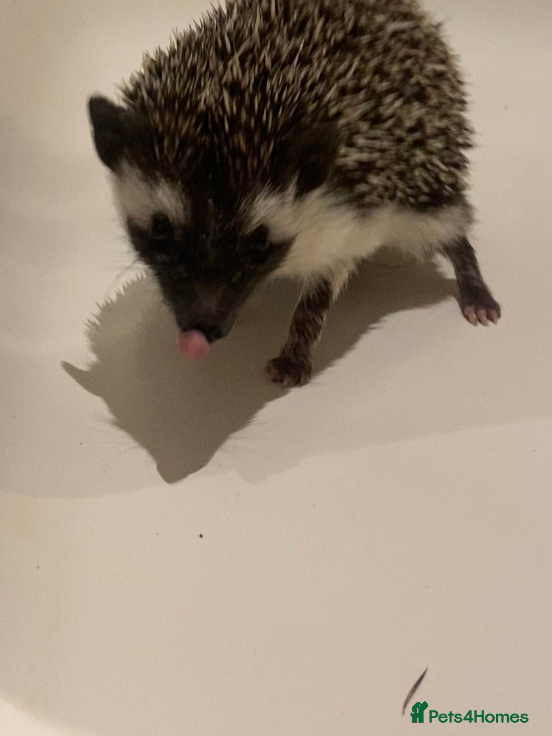 Pygmy Hedgehog rodents for sale: Twiglets looking for a new home  - Advert 4