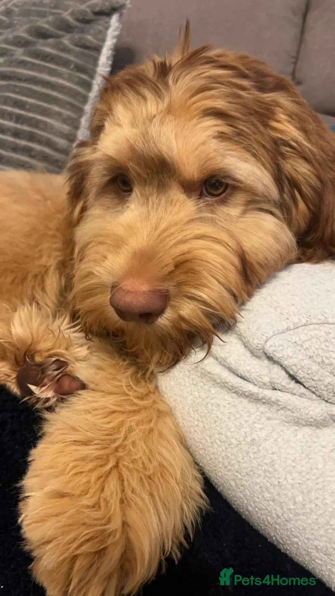 Mixed Breed dogs for sale: Australian labradoodle  in Alfreton - Advert 2
