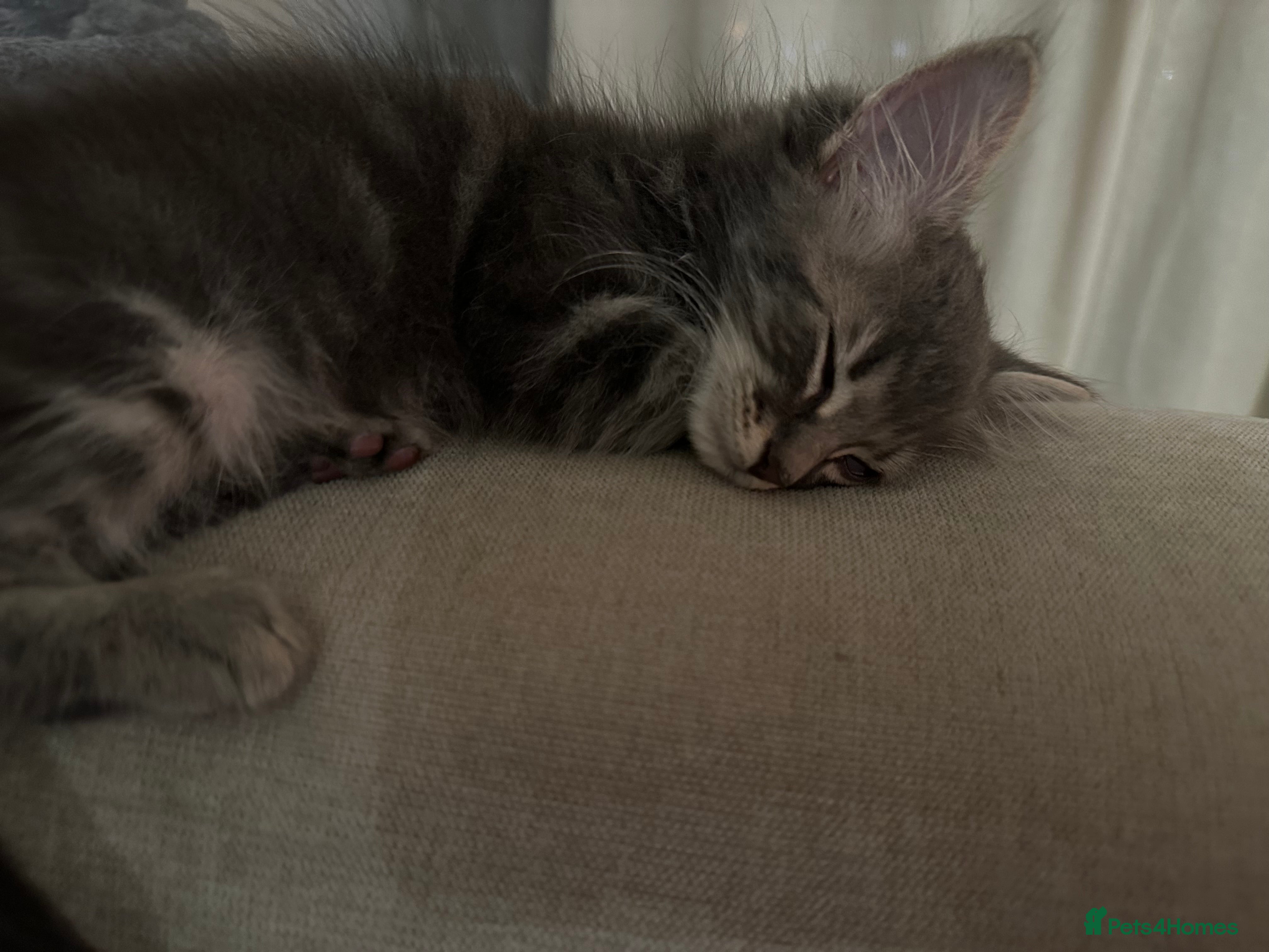Mixed Breed cats Cutest little boy! - Advert 1
