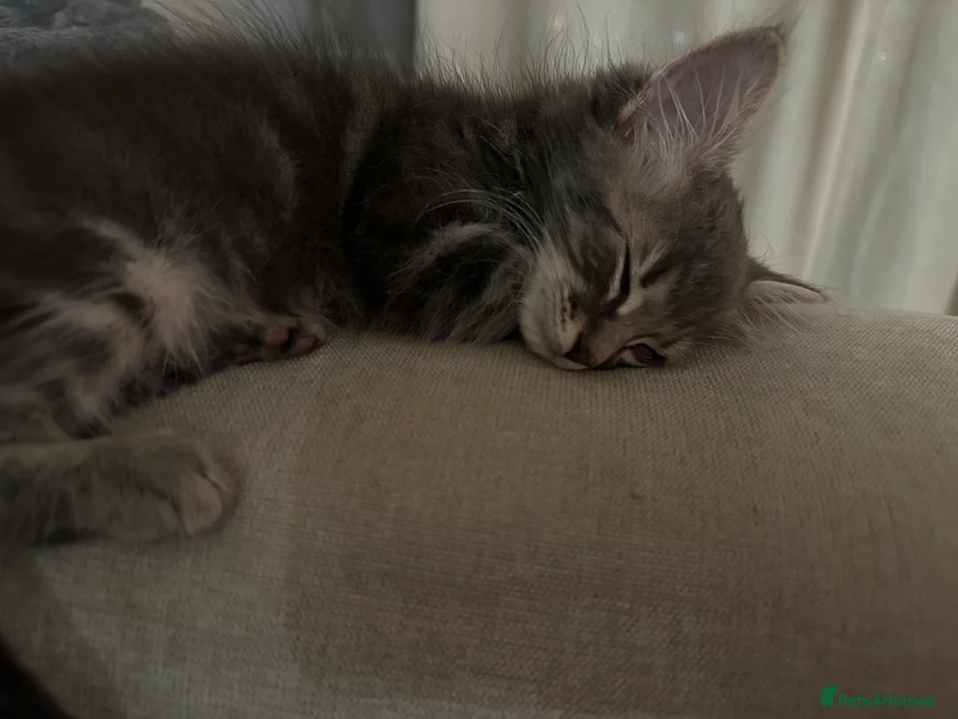 Mixed Breed cats for sale: Cutest little boy! - Advert 1