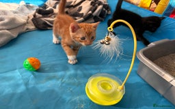 British Shorthair cats for sale: 4 kittens for sale - Image 3