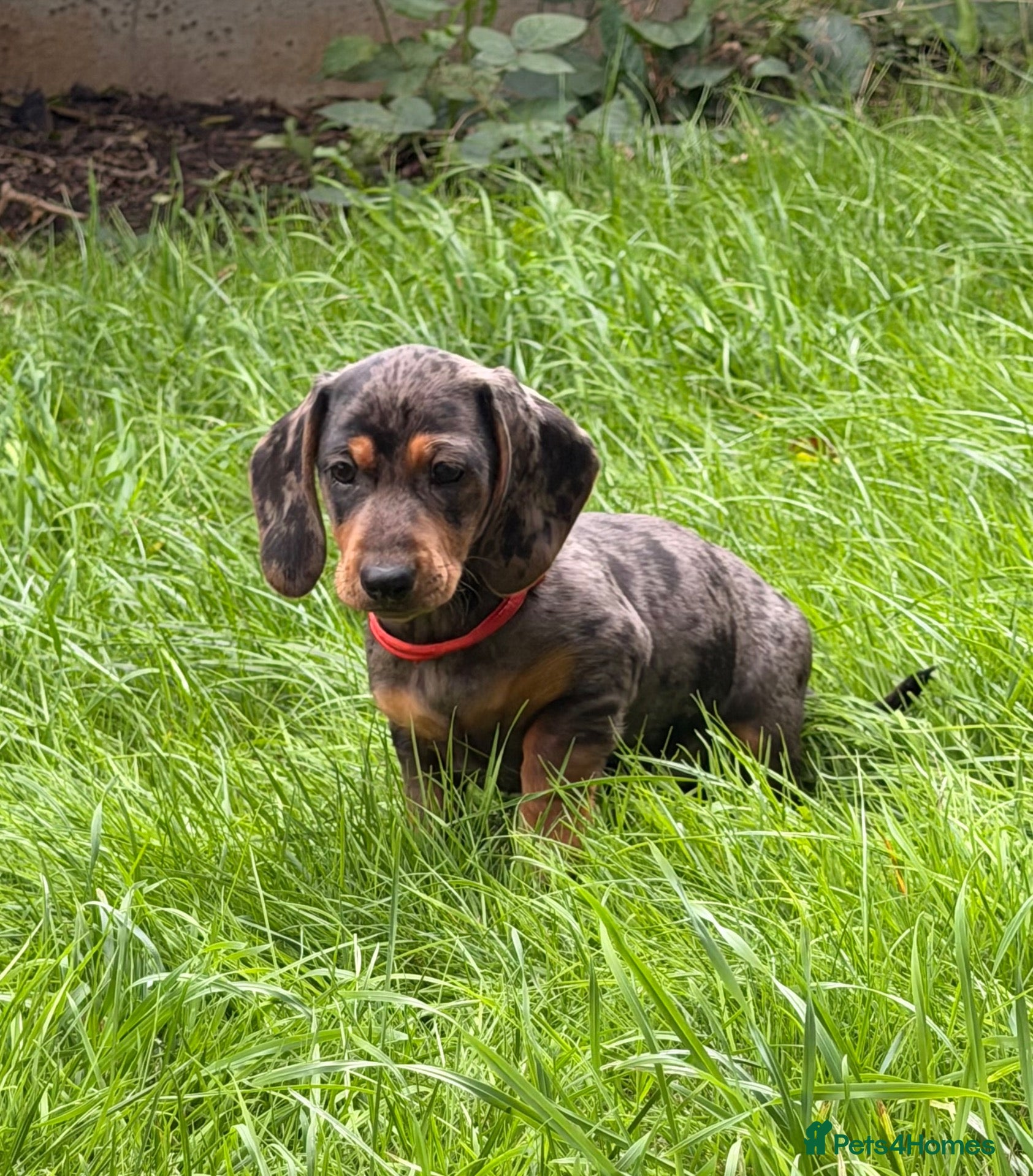 Dachshund dogs Beautiful Dachshund Puppies  - Advert 2