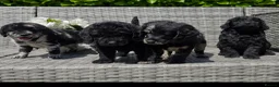 Labradoodle dogs for sale: Exceptional F2B Midi Teddybear Labradoodles - Advert 8