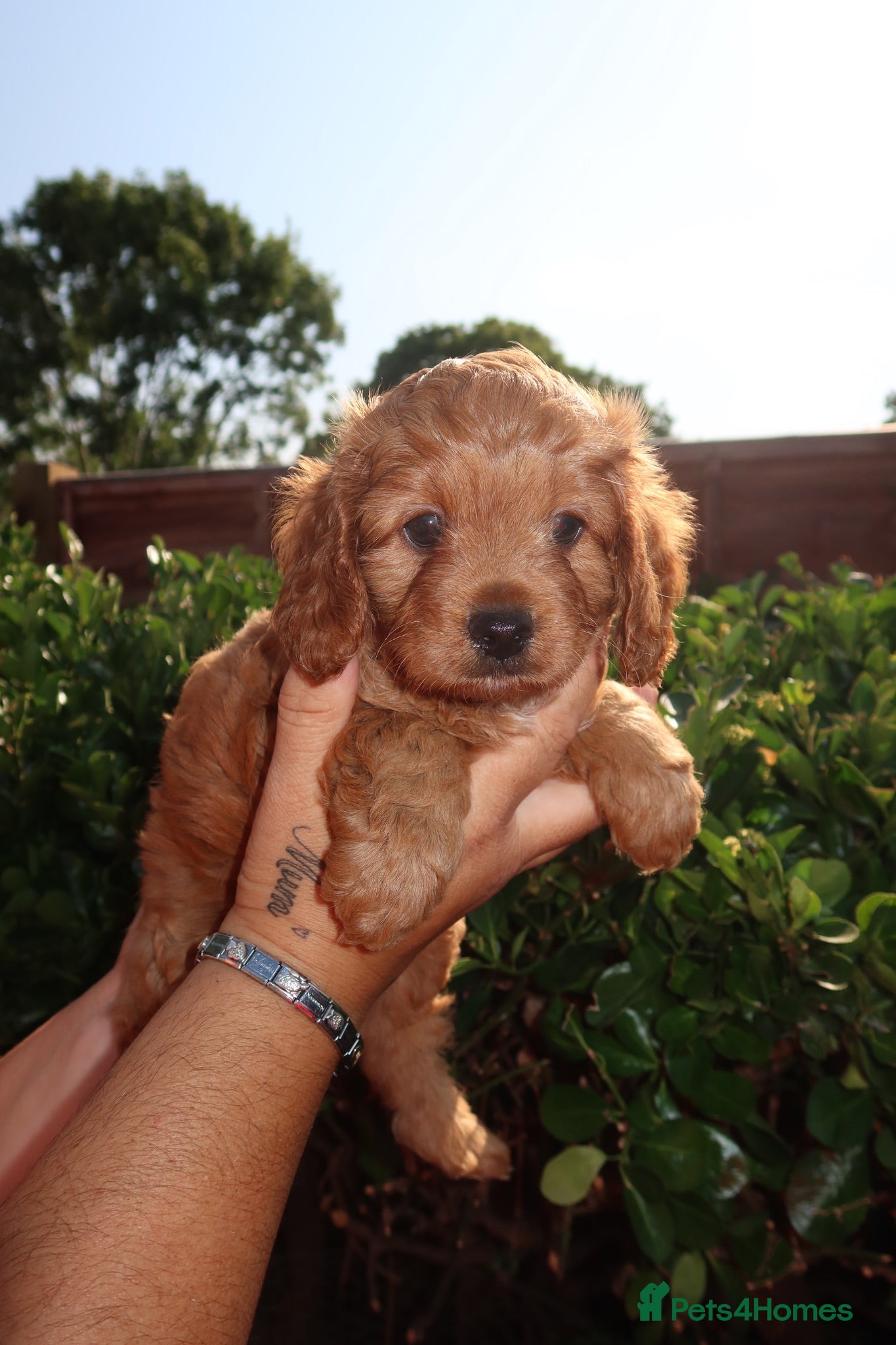 Cavapoo dogs Gorgeous Cavapoo  - Advert 7