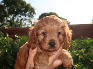Cavapoo dogs Gorgeous Cavapoo - Advert 7