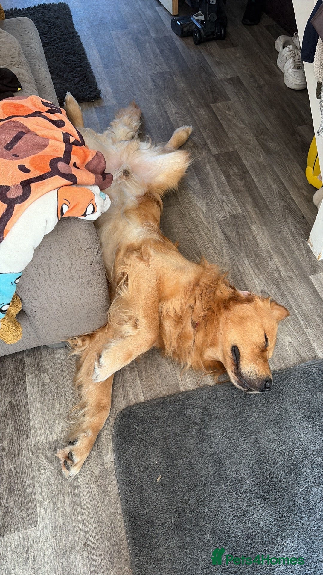 Golden Retriever dogs Virgil 2 yr old Golden Retriever  - Advert 7