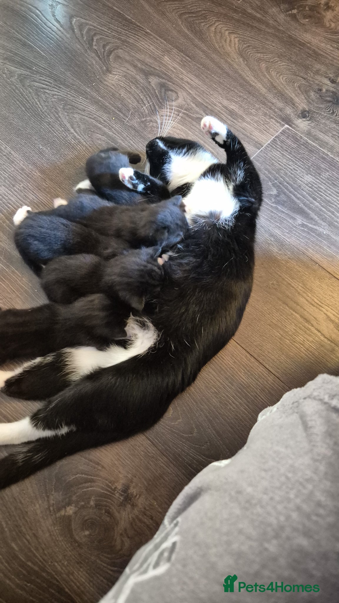 Mixed Breed cats Black and white kittens  - Advert 1