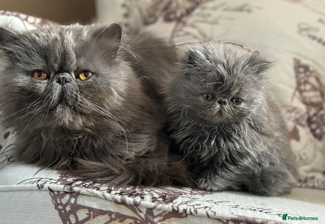 Persian cats for sale: Persians  - Image 9