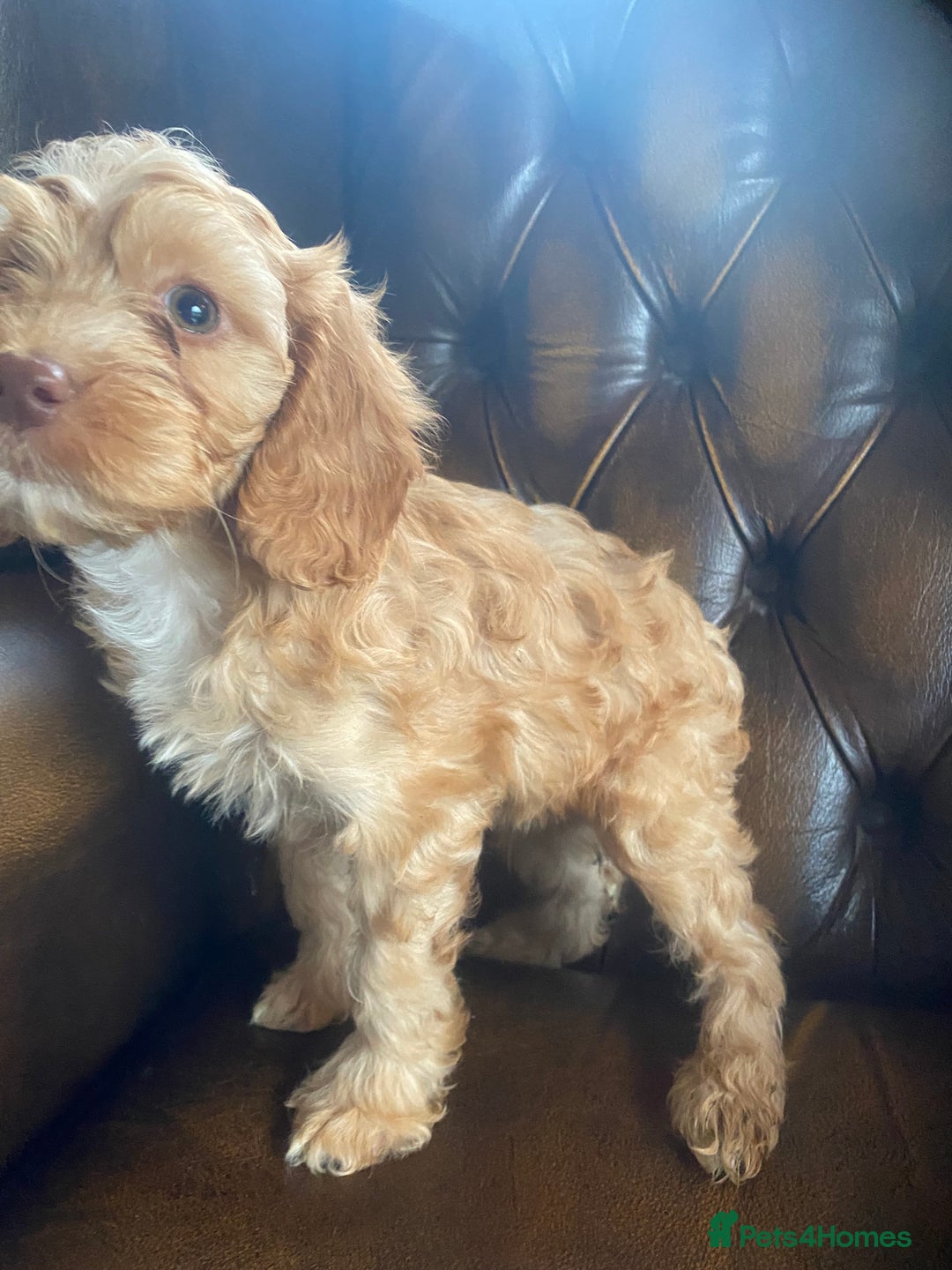 Cockapoo dogs for sale: Cockapoos  - Image 26