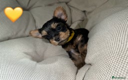 Yorkshire Terrier dogs for sale: Yorkies puppies  - Image 15