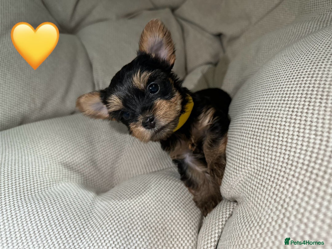 Yorkshire Terrier dogs for sale: Yorkies puppies  - Image 15