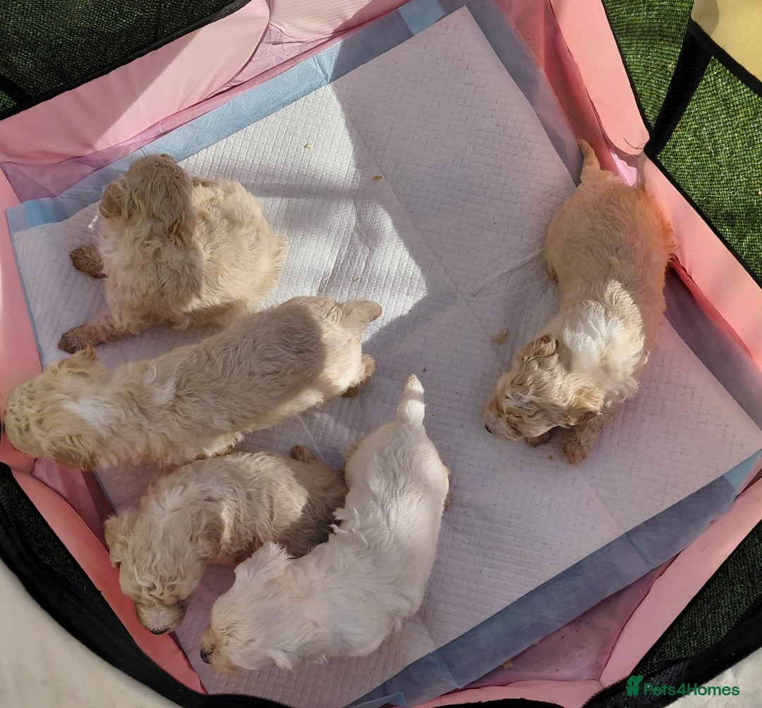 Maltipoo dogs for sale: Maltipoo puppy’s 🐾  - Image 1