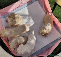 Maltipoo dogs Maltipoo puppy’s 🐾 - Advert 8