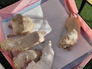 Maltipoo dogs - Advert 1