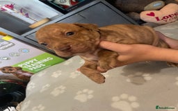 Staffordshire Bull Terrier dogs for sale: Staffy puppy  - Image 9