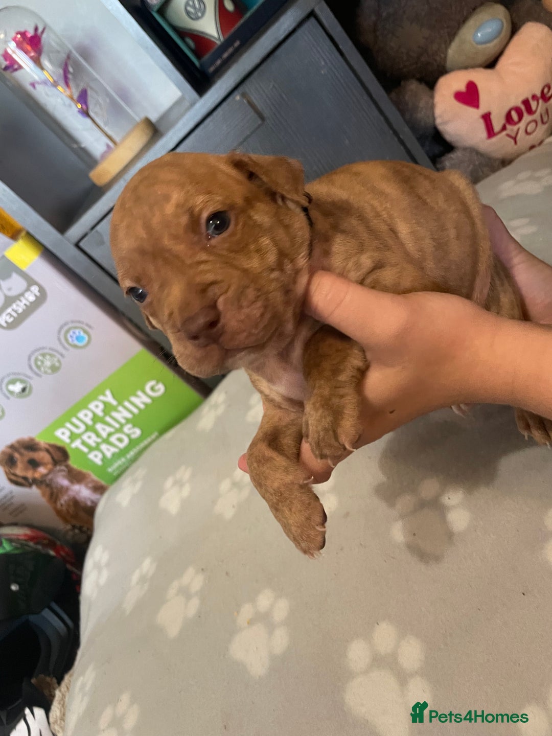 Staffordshire Bull Terrier dogs for sale: Staffy puppy  - Image 9