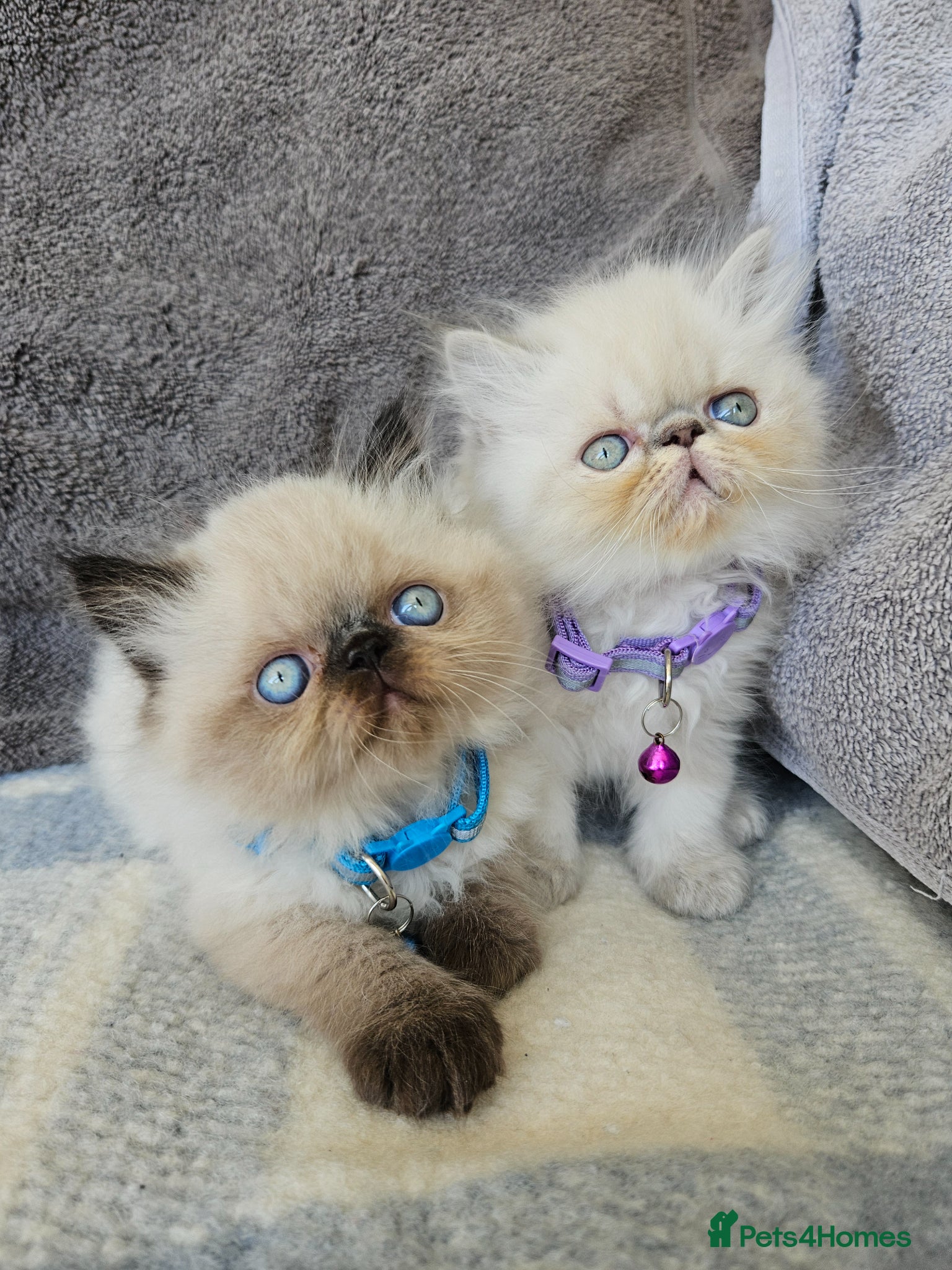 Persian cats 😻Stunning Pedigree Persian Kittens😻  - Advert 15