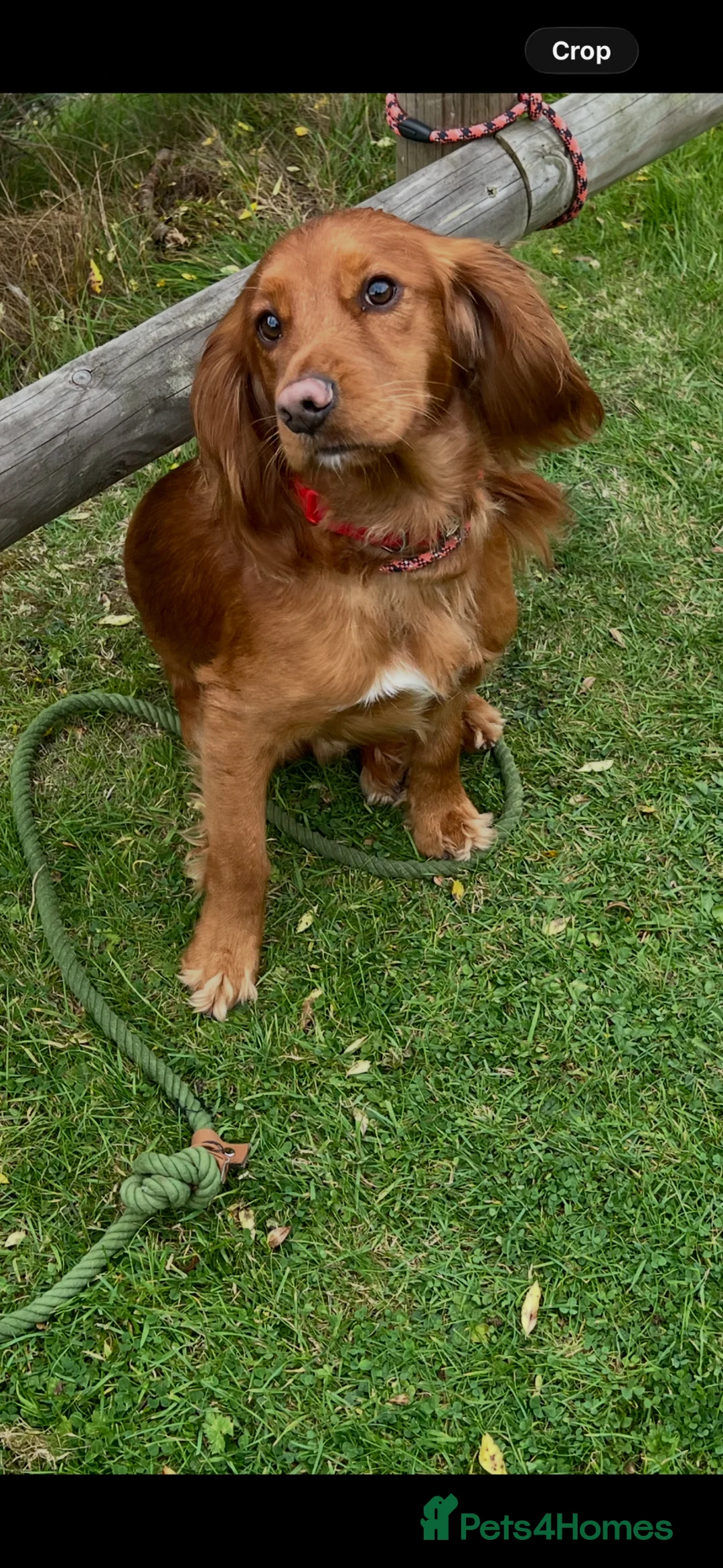 Cocker Spaniel dogs for sale: Male cocker spaniel 3  - Advert 3