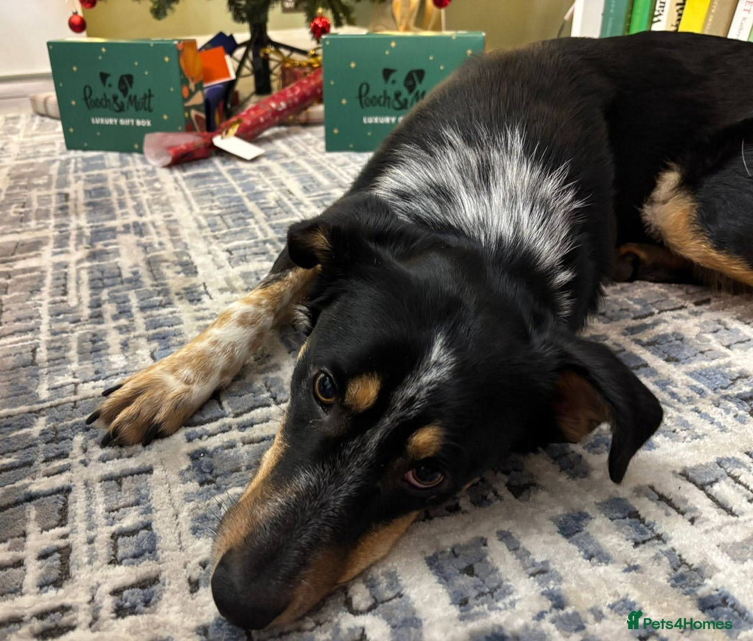 Mixed Breed dogs for adoption: Meet Dave,  currently residing in Aberdeen - Advert 14