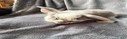 French Lop rabbits for sale: French lop  - Advert 6