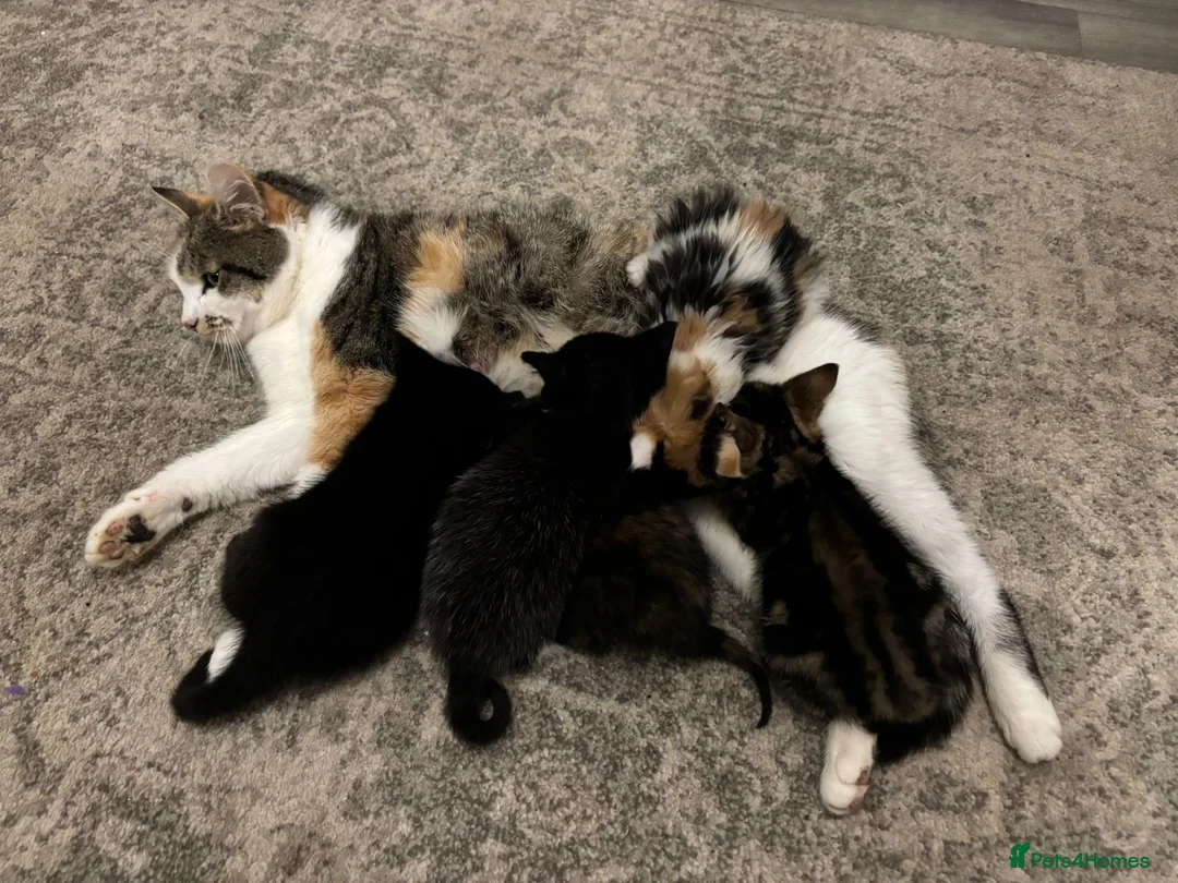 Mixed Breed cats for sale: 5 kittens  in Grantham - Advert 11