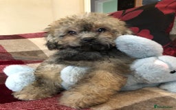 Shihpoo dogs for sale: shihpoo puppies for sale  - Image 11