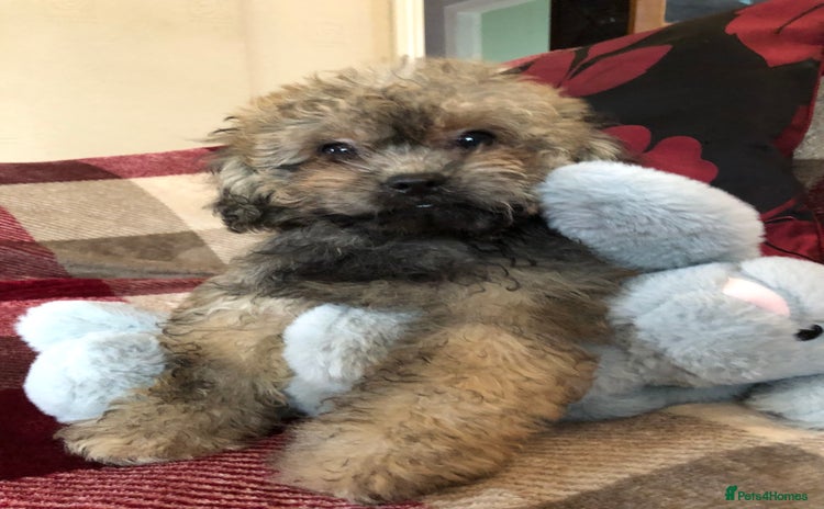 Shihpoo dogs - Advert 4