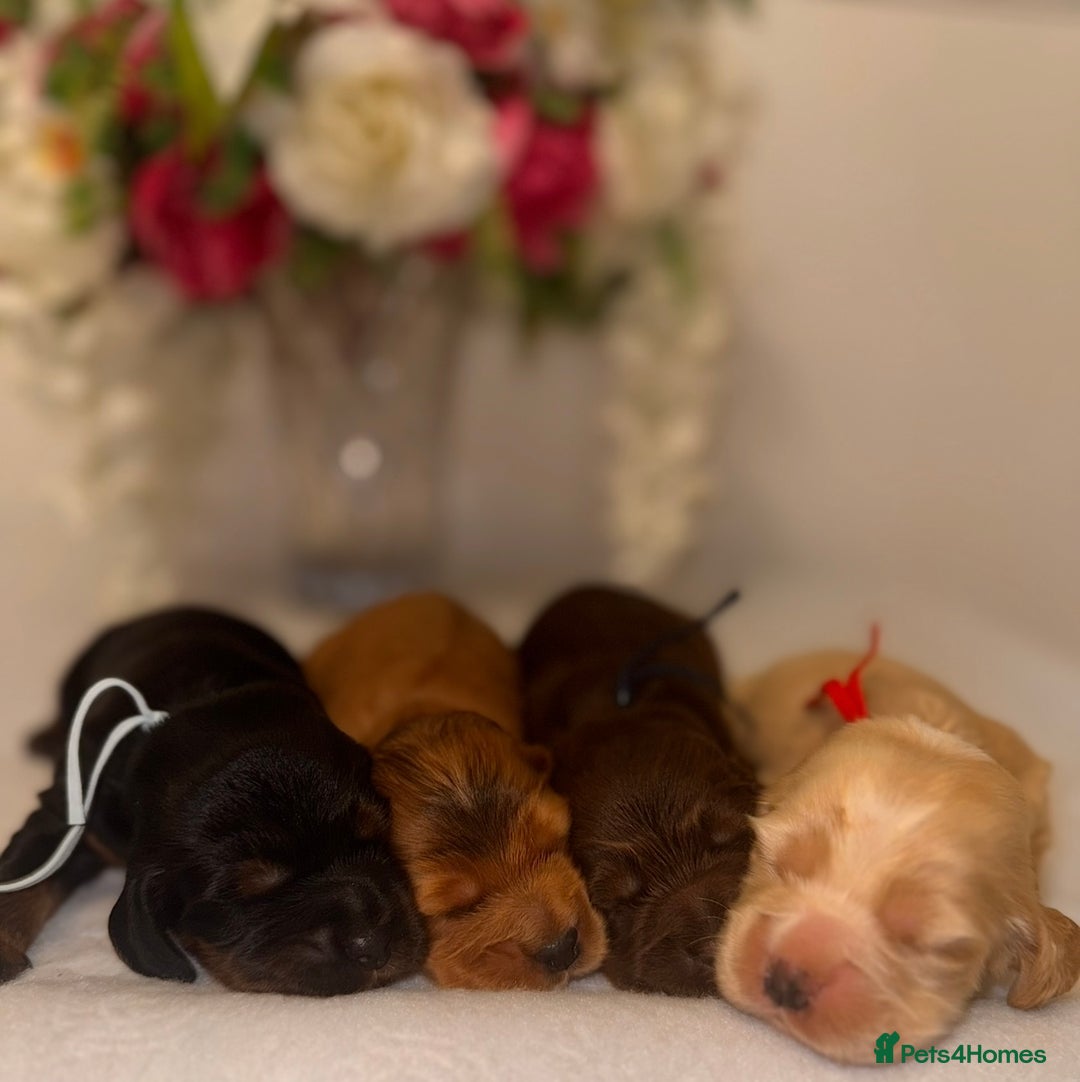 Cocker Spaniel dogs for sale: 🐶🐾beautiful show cocker spaniel puppy’s 🐶🐾 - Image 36