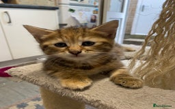 British Longhair cats for sale: 4 Beautiful tabby kittens - Image 13