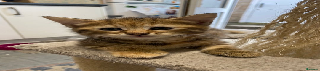 British Longhair Kitten 2