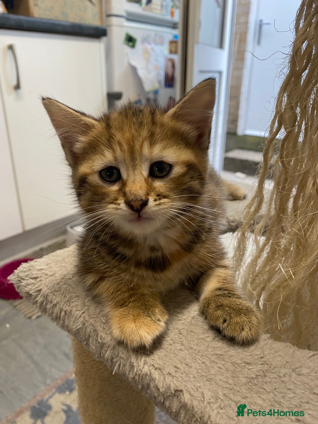 British Longhair cats for sale: 4 Beautiful tabby kittens - Image 13