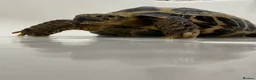 Hermann Tortoise reptiles for sale: Male Tortoise Looking for a Loving Home - Advert 19