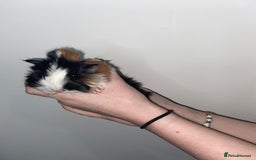 Guinea Pig rodents for sale: Stunning baby Guinea pigs 🤍 - Image 4