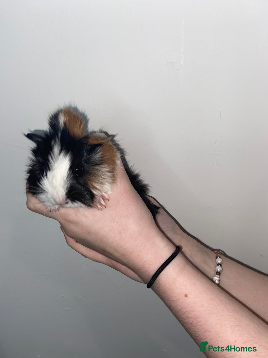 Guinea Pig rodents for sale: Stunning baby Guinea pigs 🤍 - Image 4