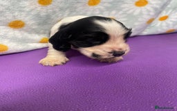 Cocker Spaniel dogs for sale: Beautiful show cocker spaniel babies - Image 10