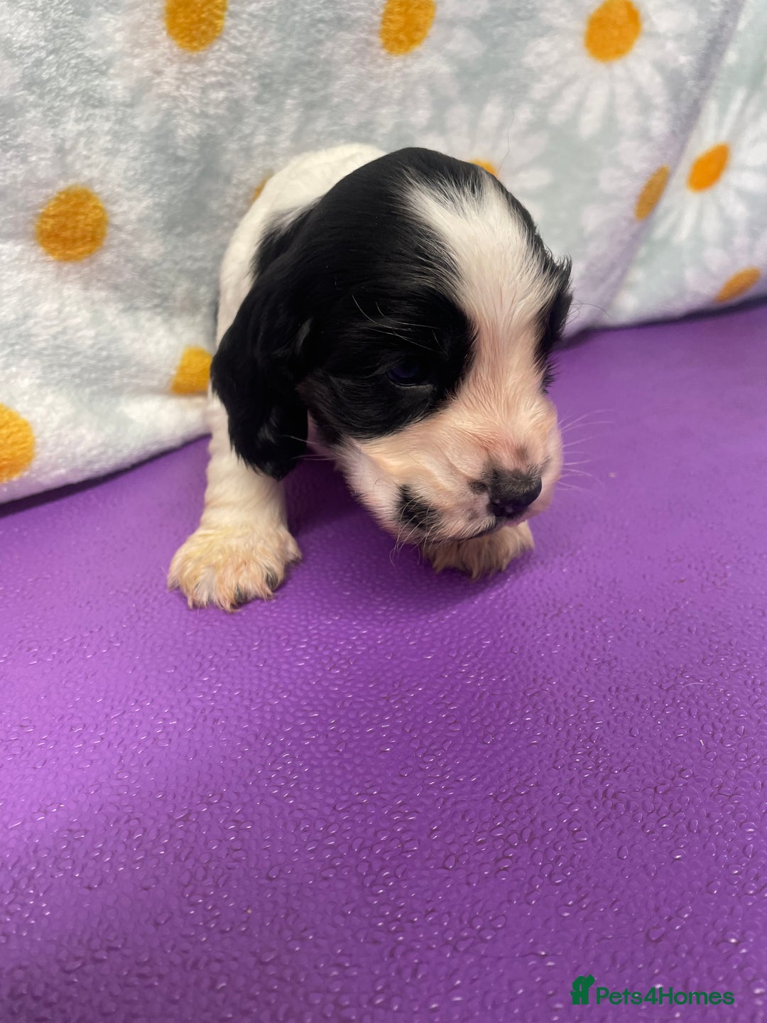 Cocker Spaniel dogs for sale: Beautiful show cocker spaniel babies - Image 10