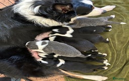 Border Collie dogs for sale: Border collie puppies - Image 10